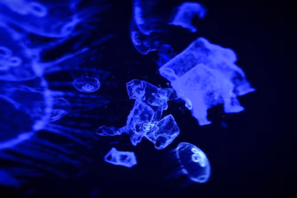 NFTurtle Power: Tezos-Powered Digital Art Takes On An Important New Cause, image 2